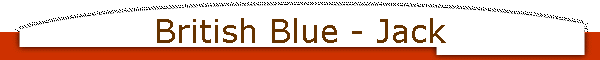 British Blue - Jack