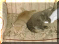 Twocat01.jpg (547924 bytes)