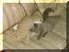 twocat02.jpg (552692 bytes)