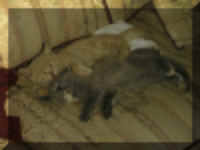 twocat03.jpg (526996 bytes)